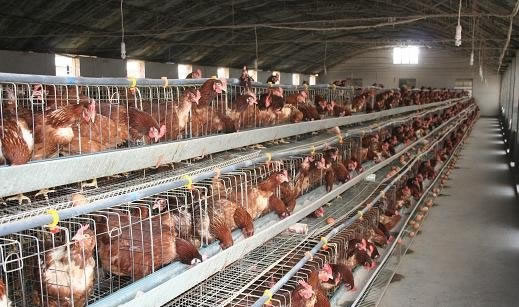 家禽企业为什么养的鸡卖不出去