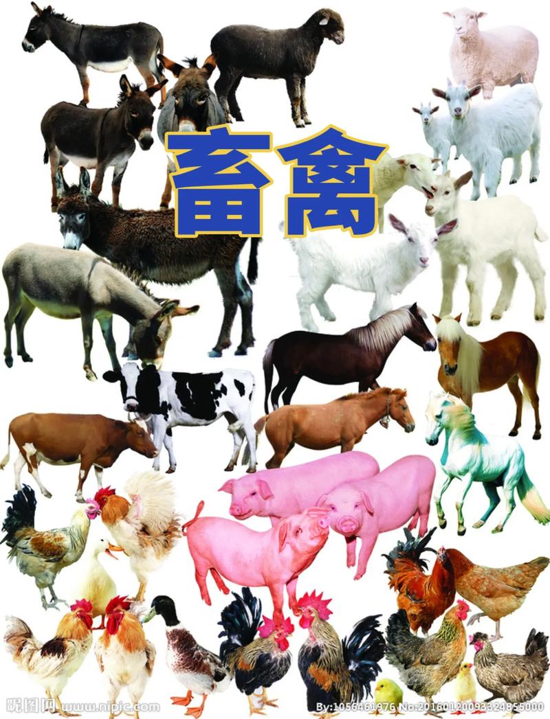 畜禽包括传统的家畜和家禽,主要指经人工驯化和养育,能正常繁殖